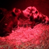 Brother and sister kune kune piglets, 1 week old