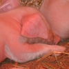 British Lop piglet