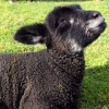 Coloured Ryeland lamb soaking up the sun