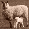 Ewe and lamb