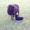 Hebridean shearling ewe with her new ewe lamb taking a break