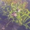 Garden pond bubbling with activity. Spring is in the air!