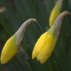 Beautiful daffodils, bursting into flower!!!