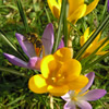 Spring wildlife winner: Hazelwood Flock