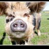 KUNE KUNE GILT, RUBY