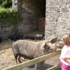 Friendly Oxford Sandy & Black introducing herself to a visitor!