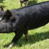 Berkshire gilt