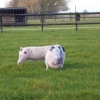 The amazing cornering pig