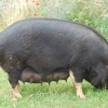 My Excelsa Berkshire 1 day after farrowing 
