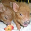 Kune kune piglets