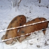 Oxford Sandy & Blacks Wondering what the white stuff is!