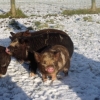 kune kune piglets 1st day of snow