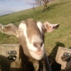 Toggenburg X wether.