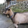 Old English wether - 9 months old
