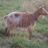 Golden Guernsey Doe