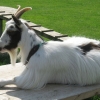 Pygmy female, 4 years - the sun bed is all mine!!