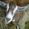 Toggenburg doe. 18 months old.