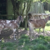 Ivans Amber... the goat on the left!