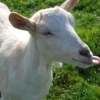 Our rescue goat, Lola