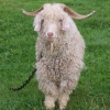 Mikey Angora Buck