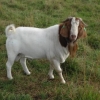 100 % Boer Buck 