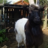 Bagot Billy, rare treat for the girls!