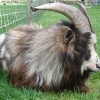 Hysopp - 4 year old pygmy goat male and thankfully a chilled out chap and 'does his duty'