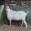 Imported Merilla.... pure Saanen