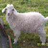 Annie Kid Angora