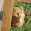 Sitting pretty - golden guernsey doe kid