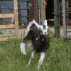 bingbong