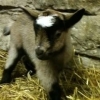 Old English goat kid