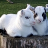 Pygmy goat kids - my sister is my best friend