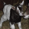 "Flash" 2 days old. 
