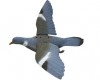 Flying Pigeon (pair) decoy