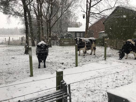 snowy cows