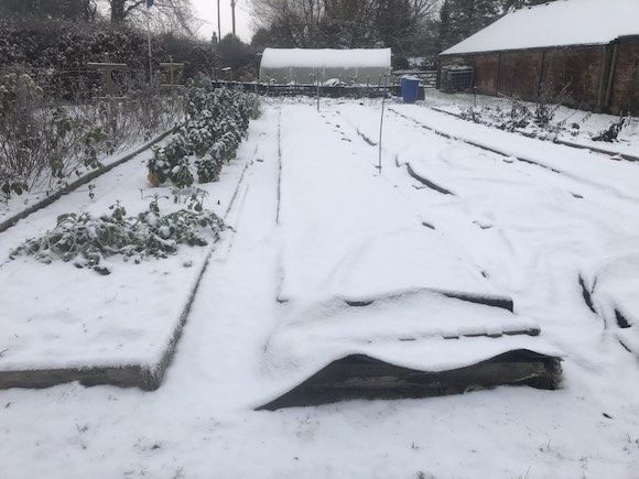 snowy vegetable garden