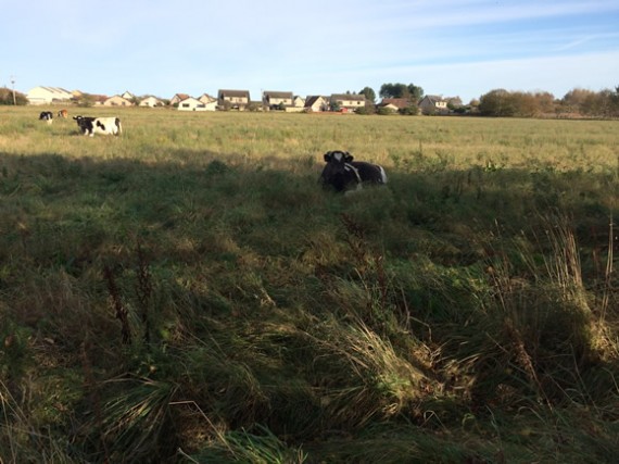 Cattle in DJ Laing's field