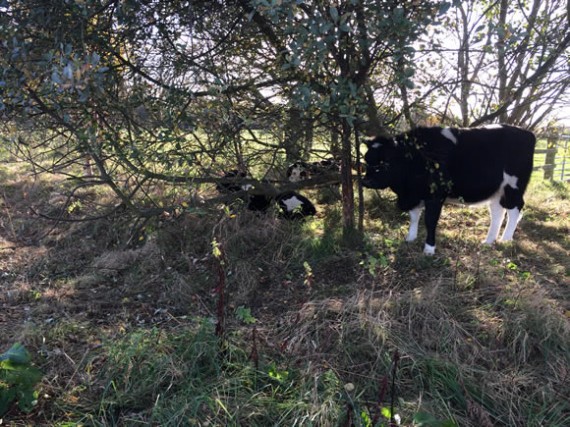 Cattle in the hedge