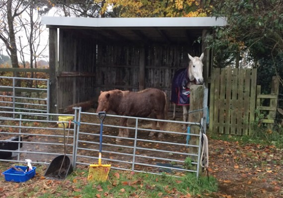 Lucy in the field shelter