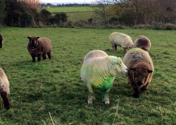 Green raddled tup