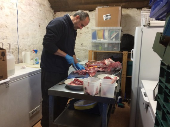 Dan butchering deer