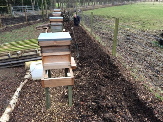 Dan hedge planting