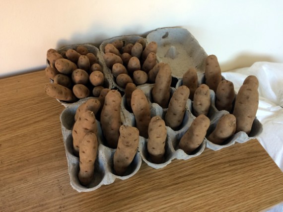 Chitting Anya potatoes