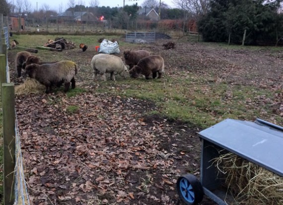 Single bearing ewes and males