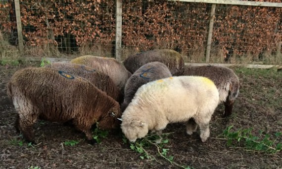 Ivy for the ewes