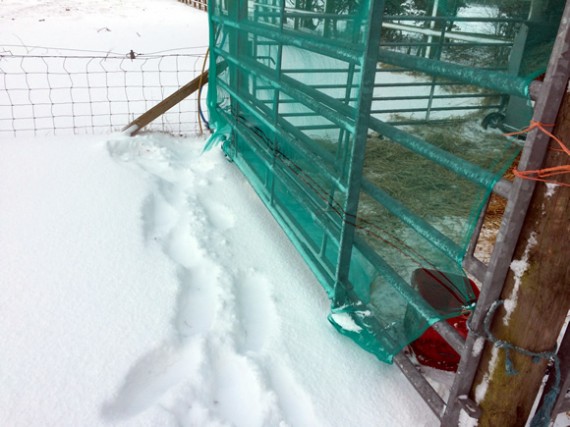 Windbreak for heifers