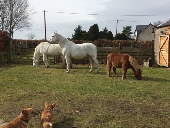Ponies on the lawn