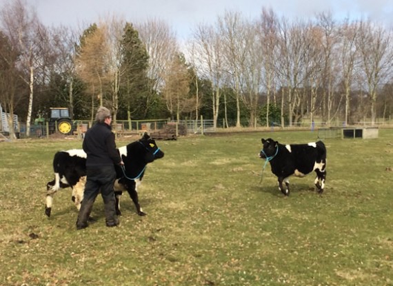 Heifers on their way to loading