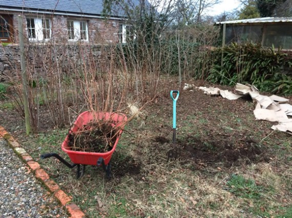 Clearing the fruit garden